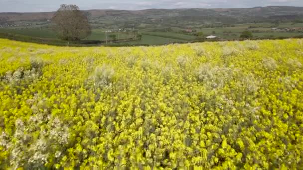Beautiful Shot Blooming Oil Rapeseed Field Somerset — Stockvideo