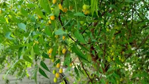 Eine Nahaufnahme Schuss Neem Tree Früchte Und Blätter — Stockvideo
