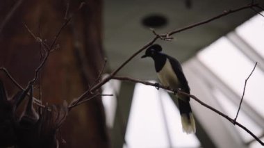 A low angle shot of a bird perched on a tree branch observing the two bats below in Central Park Zoo, New York City