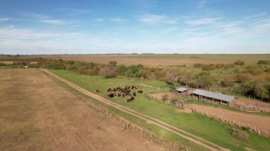 Aerial view of a farm with a stable of cows, the cattle are waiting to be vaccinated. the cows are loose. a beautiful day with blue sky