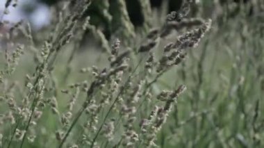 Rüzgarda savrulan kır çiçeklerinin manzarası