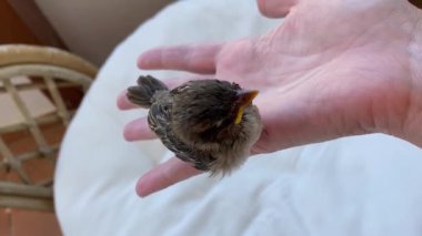 A closeup shot of a newly born chick in the hand of a person