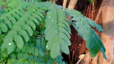 A closeup of leaves of a Carob tree in a park