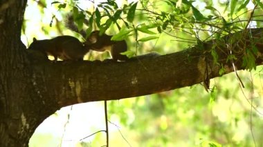 A closeup of two squirrels playing together, perched on a branch of a green tree