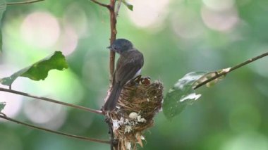 A female looking around with its chicks wanting food while the camera zooms out, Black-naped Monarch, Hypothymis azurea, Kaeng Krachan National Park