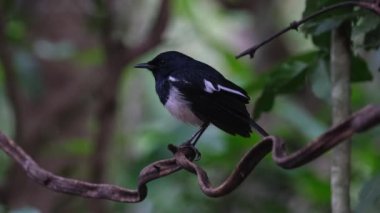 Perched in the middle of the vine moving its wings facing left, Oriental magpie-robin Copsychus saularis perched on a vine in the middle of the frame.