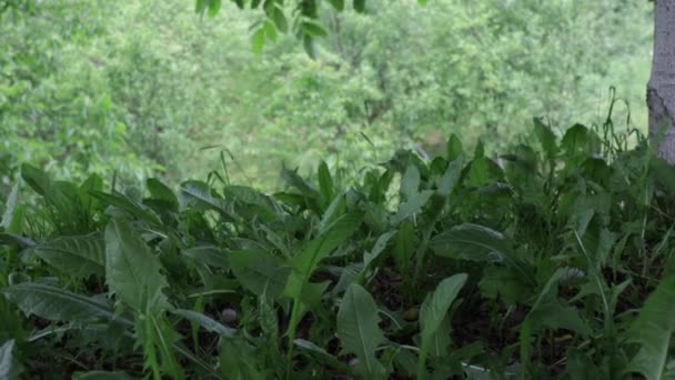 Sebuah Closeup Daisy Daun Tanah Dan Ditiup Oleh Angin — Stok Video