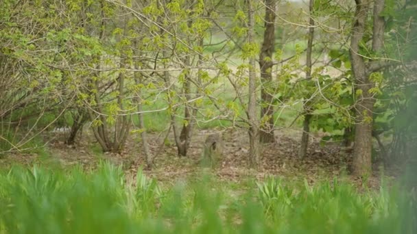 Huge Wild Rabbit Running Garden Window Sod House Daylight Netherlands — Stockvideo