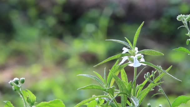 Filmagem Vídeo Flores Silvestres Grama Com Fundo Borrão Vídeo Adequado — Vídeo de Stock