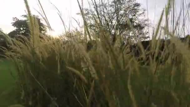 Camera Moving Maturing Wheat Field Sunny Day Summer — Stockvideo