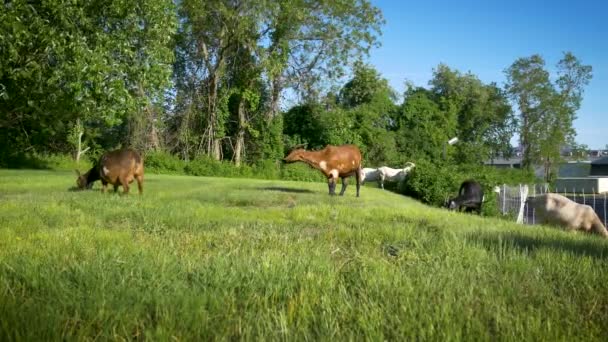 Goats Epa Narragansett Eating Invasive Plant Species — Stock Video