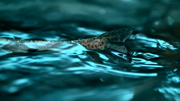 Slow Motion Shot Fish Swimming Water — Stockvideo