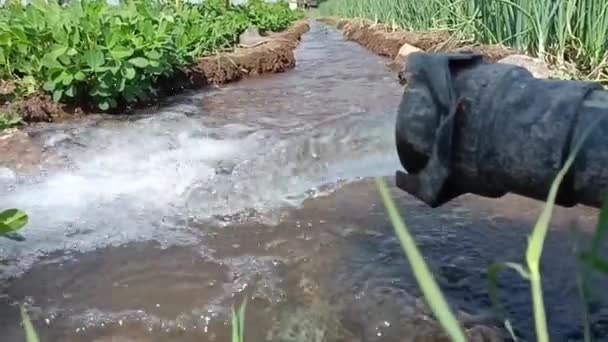 インドの運河水灌漑システム インドの作物や農場への散水 農場の緑のフィールド インドの夏の運河水灌漑 — ストック動画