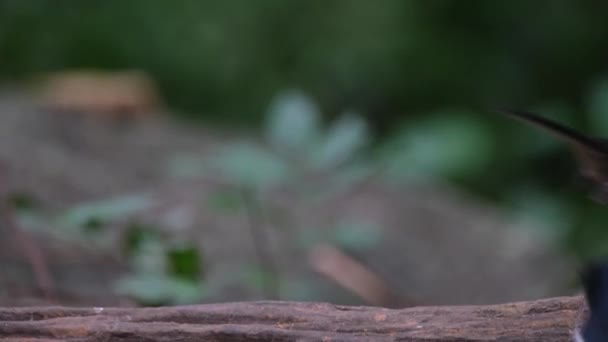 Female Perched Log Goes Away Male Arrives Oriental Magpie Robin — Vídeo de Stock