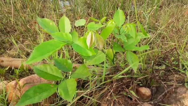 Millettia Pinnata Plant Ayurvedic Medicine Plant — Video