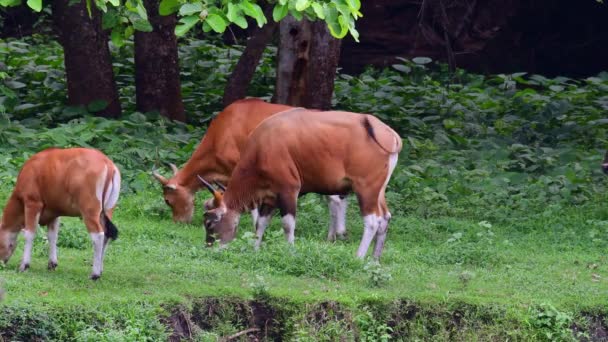 Small Heard Grazing One Goes Out Frame Bull Arrives Banteng — Stock video