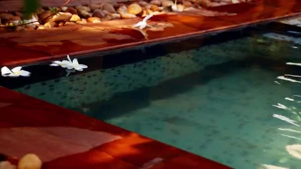 Франжипани Цветы Плавающие Освежающий Бассейн — стоковое видео
