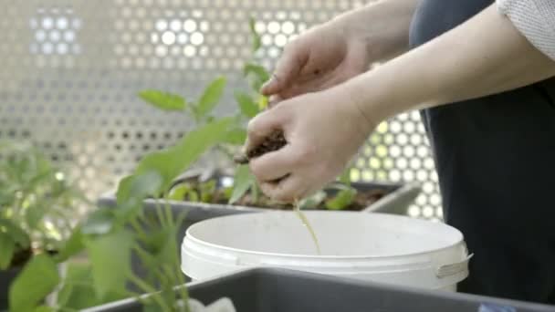 Close Footage Woman Backyard Planting Plant Bushes Pots Day Springtime — Video Stock