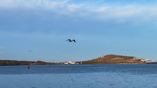 Ave Gaivota Voa Sobre Mar — Vídeo de Stock