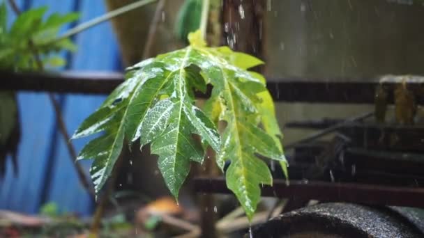 Ένα Κοντινό Πλάνο Έντονες Σταγόνες Βροχής Πέφτουν Πράσινα Φύλλα Στον — Αρχείο Βίντεο