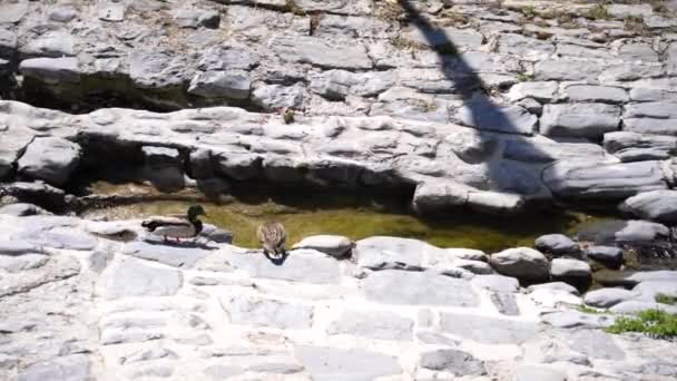 Mallards Floating Surface Water Middle Rocky Place Sunny Day — Stockvideo