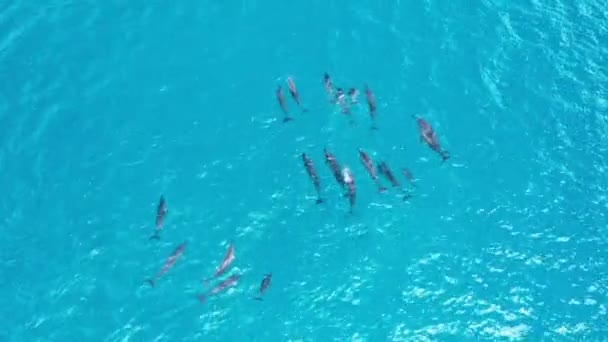 Aerial Footage Dolphins Swimming Blue Bright Ocean Oahu Island Hawaii — Stock videók