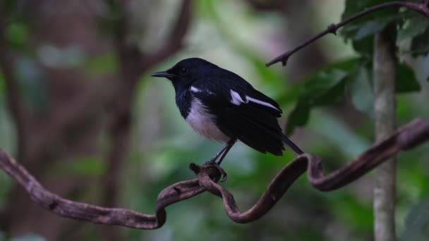 Perched Middle Vine Moving Its Wings Facing Left Oriental Magpie — Stok video