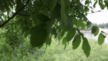 A closeup of leaves hanging from its tree and moving from the blow of a wind