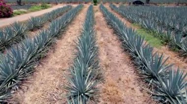 Tekila hava manzarası yapmak için tarlada mavi agave tarlası