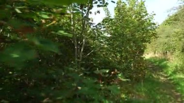 A walking through ferns and trees in Dunbeath Strath, Scottish Highlands