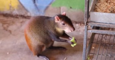 An HD of the Central American agouti (Dasyprocta punctata) eating