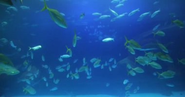 The fish swimming in the aquarium