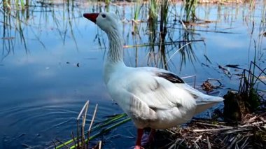 footage of  geese drinking water on a lake shore