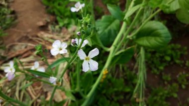 An HD of the white flowers in the field