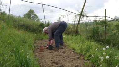 Baharda çiftlikte organik yeşil bahçe tohumlama kabağı, kabak ve soğan yetiştiren kıdemli bir çiftçi.