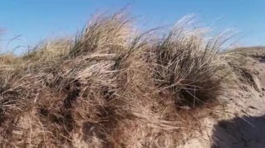 Close-up view at marram grass (ammophilia arenaria) in the dunes of the North Sea near to Egmond can Zee, Netherlands - 4K, pan shot