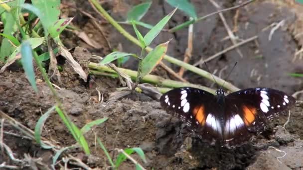 Negro Mariposa Vídeo Con Manchas Blancas — Vídeos de Stock