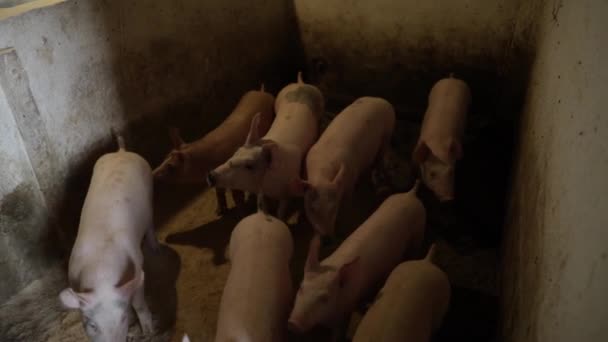 Group Cute Pigs Barn — Vídeo de Stock