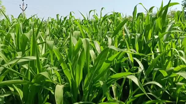 Sorghum Jawar Πράσινα Φυτά Ταλάντευση Στο Αγρόκτημα Στην Ινδία Καλαμπόκι — Αρχείο Βίντεο