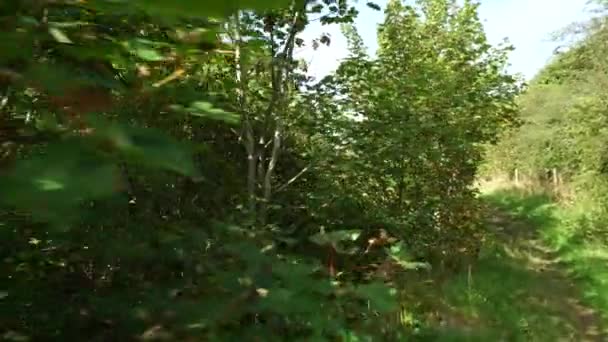 Прогулка Папоротникам Деревьям Данбит Стрэт Шотландское Нагорье — стоковое видео