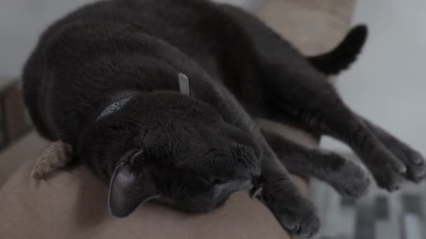 Closeup Black Cat Lying Back Couch Its Tail Wagging Slowly — Stok Video