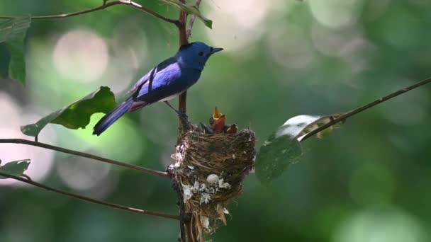 Male Watching Female Arrives Food Feed Black Naped Monarch Hypothymis — Vídeos de Stock