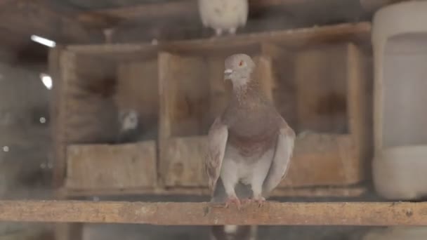 Beautiful Shot Homing Pigeon Barn — Stock Video