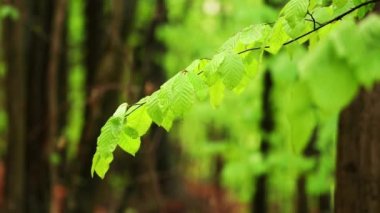 A selective of green leaves on a branch of a tree