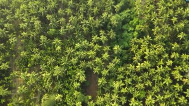 A drone shot of lush coconut trees on a sandy beach with a view of seawater at sunset