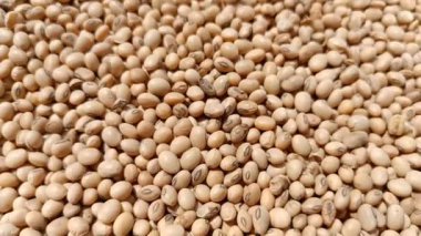 A vertical closeup footage of a stack of fresh, yellow soybean seeds