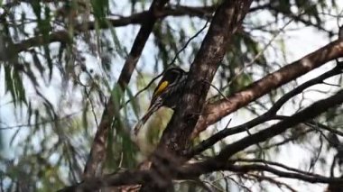 A bird singing on a tree in Bunker Bay, Western Australia