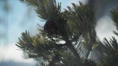 Fir branches waving in the mountain winds.