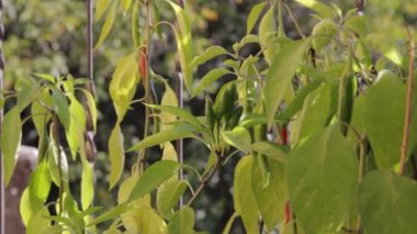A view of a chili pepper plant with green leaves waving and moving from the wind in spring or summer