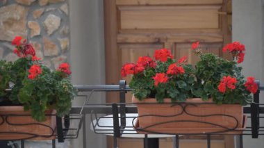 The closeup footage of the red hybrid geranium flowers in the flowerpots on the balcony.